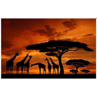 Obraz na plátne 50x70cm AFRIKA ŽIRAFY oranžovo-čierny Obraz na plátne 50x70cm AFRIKA ŽIRAFY oranžovo-čierny