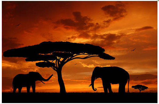 Obraz na plátne 50x70cm AFfrika Slony, oranžovo čierny 