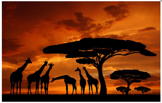 E-shop Obraz na plátne 50x70cm AFRIKA ŽIRAFY oranžovo-čierny