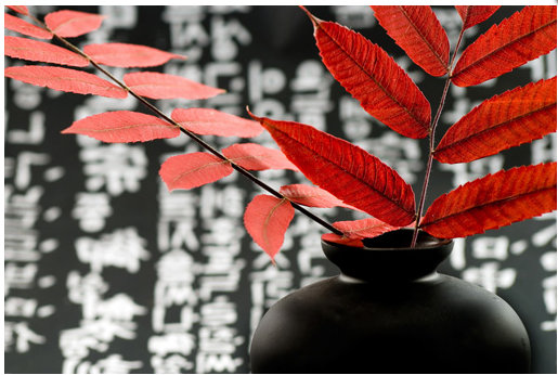 E-shop Obraz na plátne 50x70cm Zen váza a kvet oranžovo-čierny