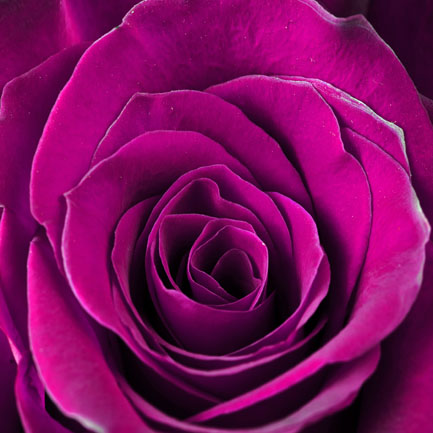 E-shop Obraz na plátne 30x30cm RUŽA fialovy